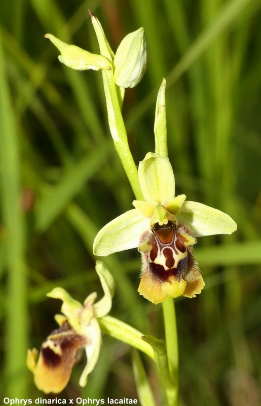 Ophrys lacaitae tra introgressioni e forme ibride � Molise 2023.